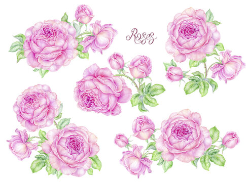 Vintage pink roses flowers. Set of botanical watercolor floral bouquets isolated on white background. Ideal for wedding invitations, anniversaries, birthday cards, congratulations, logos