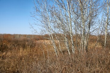 Dry autumn meadow and bushland