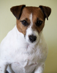 a Jack Russell Terrier breed dog on a gray background is close. portrait of a pet