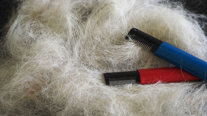 blue and red metal knives for trimming dogs lie wool. the coat of the Jack Russell terrier. grooming