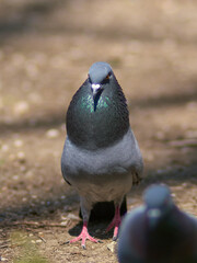 A pigeon in a city park