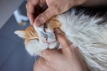 man hand cleaning her cat eyes with cotton pad.