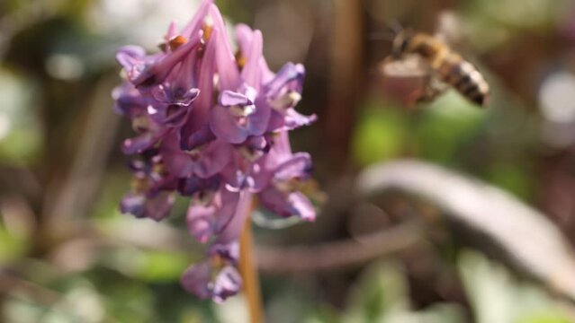 Honey bee feeding on a purple сorydalis flower, sunny day in springtime, slow motion video, close up, macro