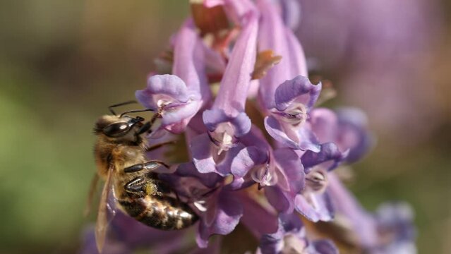 Honey bee feeding on a purple сorydalis flower, sunny day in springtime, slow motion video, close up, macro