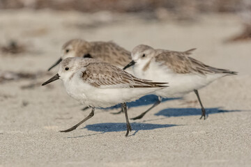 Piaskowiec łac. Calidris alba na plaży w Varadero Kuba.