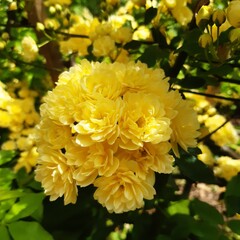 yellow chrysanthemum flowers