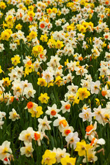A bed of blooming multicolored daffodils. white daffodils with red hearts and yellow daffodils form a set full of contrast with their dark green leaves.