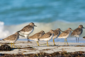 Stado Szlamców krótkodziobych łac. Limnodromus griseus na plaży Varadero na Kubie.