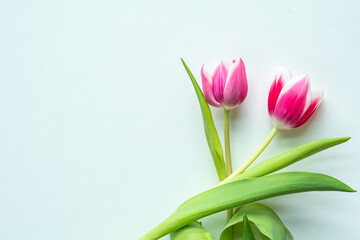 Fototapeta premium Hintergrund mit Tulpen