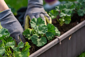 Planting pelargonium zonale into the garden pot, outdoor hobby photography