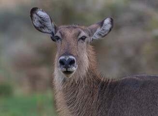 deer facing camera; deer stare; deer staring; Waterbuck from Murchison National Park Uganda