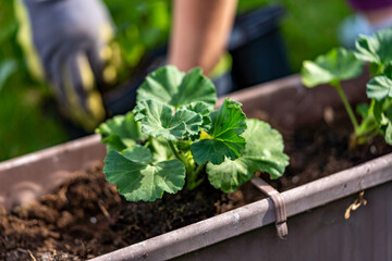 Planting pelargonium zonale into the garden pot, outdoor hobby photography