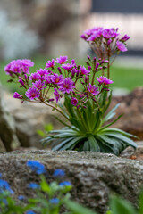 Closeup of blooming Lewisia cotyledon flowers with green leaves in the garden, stone background
