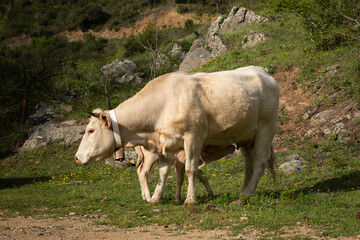 Vacas en la montaña
