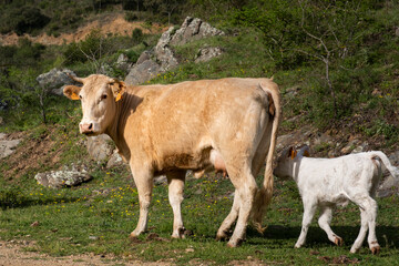 Vacas en la montaña