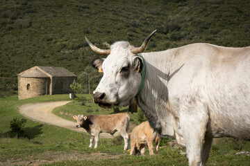 Vacas en la montaña