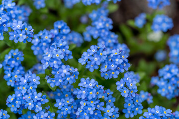 Forget me not flowers in the garden, blue flower bed, first spring flowers, blue nature background - Powered by Adobe