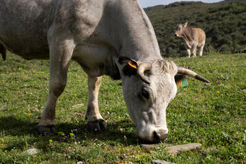 Vacas en la montaña