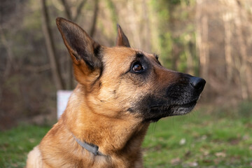 Perro en la montaña