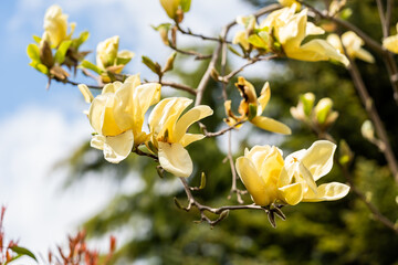 The buds and delicate flowers of Magnolia Yellow Bird come to life in spring time and give a...