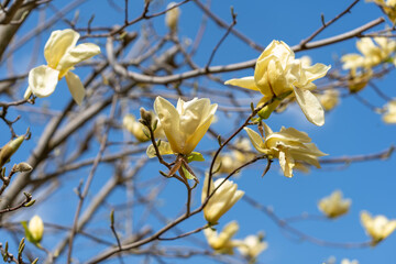 The buds and delicate flowers of Magnolia Yellow Bird come to life in spring time and give a beautiful display in a garden or park