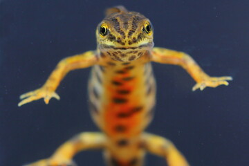 Face view of smooth newt, European newt, northern smooth newt or common newt (Lissotriton vulgaris)...