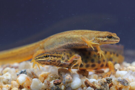 The smooth newt, European newt, northern smooth newt or common newt (Lissotriton vulgaris) couple underwater in the breeding season