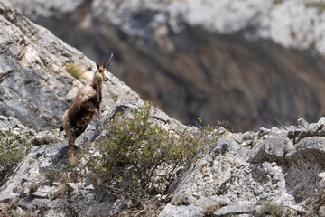 Apennine chamois in Majella National Park, Abruzzo, Italy.