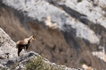 Apennine chamois in Majella National Park, Abruzzo, Italy.