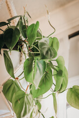 Green plant life aesthetic