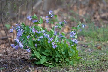 spring flowers in the forest