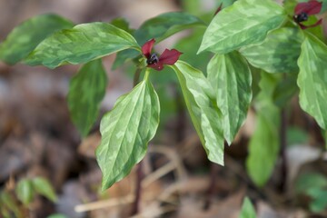 Spring plant in the woods