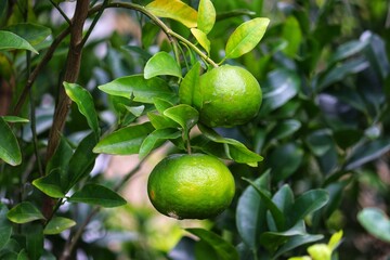 A small bergamot tree in the garden.