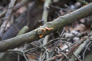 reddish-orange mushroom on fallen tree branch