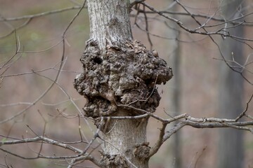 tree trunk with gourd