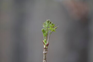 buds of a tree in spring
