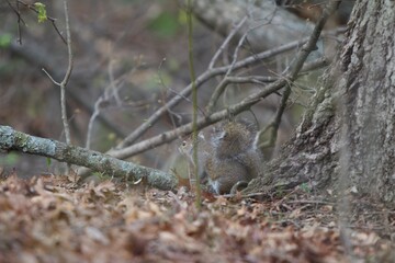 squirrel in the woods
