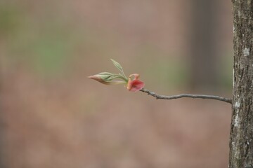 tree budding in the spring