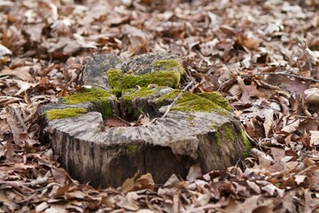 Small mossy tree stump in woods 