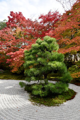 天授庵　方丈前庭の紅葉　京都市左京区