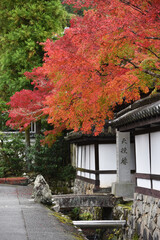 Fototapeta na wymiar 天授庵　白塀と紅葉　京都市左京区