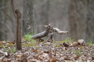Fallen tree branch on ground