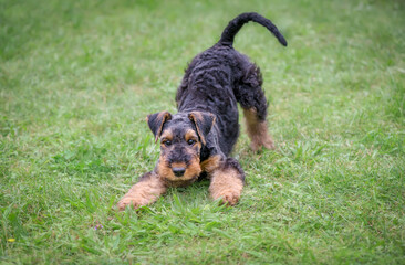 A playful Airedale Terrier puppy, 10 weeks old, black saddle with tan markings, in a play bow position in a green grass meadow,  let's play