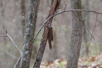 Tree bark peeling off of young tree
