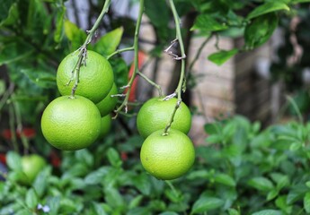 A small orange tree in the garden.	