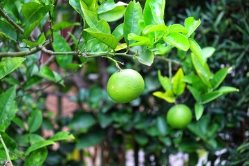 A small orange tree in the garden.	