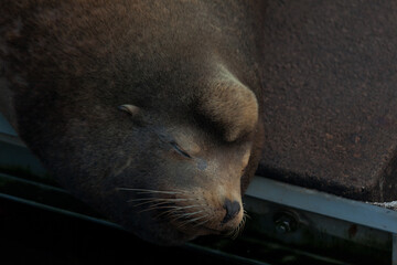Sleeping Sea Lion Closeup Portrait