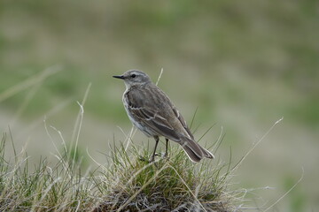 Beautiful Water Pipit sitting on grass