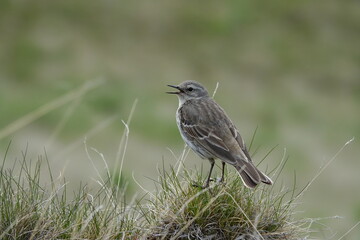 Beautiful Water Pipit (Anthus spinoletta) sitting on grass