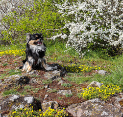 Hund